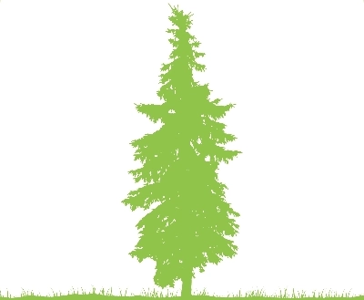 Fraser Fir Fraser Fir