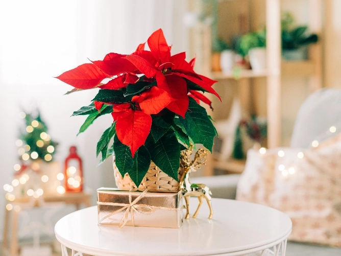 POINSETTIAS POINSETTIAS